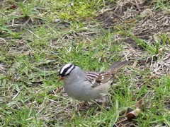 Zonotrichia leucophrys