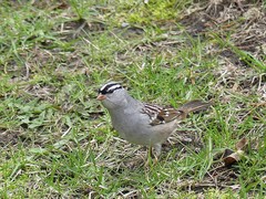 Zonotrichia leucophrys