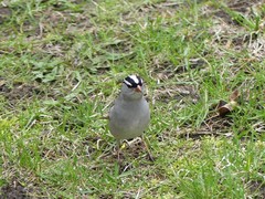 Zonotrichia leucophrys