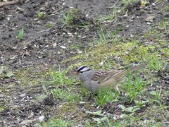Zonotrichia leucophrys