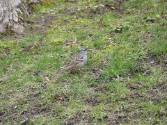 Zonotrichia leucophrys