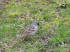 Zonotrichia leucophrys