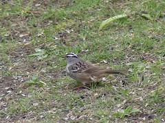 Zonotrichia leucophrys