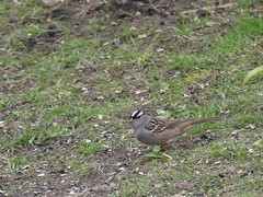 Zonotrichia leucophrys