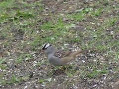 Zonotrichia leucophrys