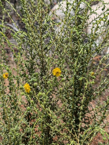Image of Deinandra floribunda by (c) sdash, some rights reserved (CC BY)