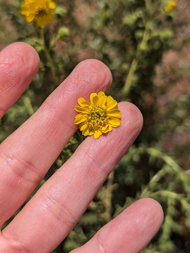 Image of Deinandra floribunda by (c) sdash, some rights reserved (CC BY)