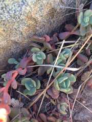 Sedum obtusatum