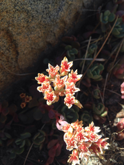Sedum obtusatum