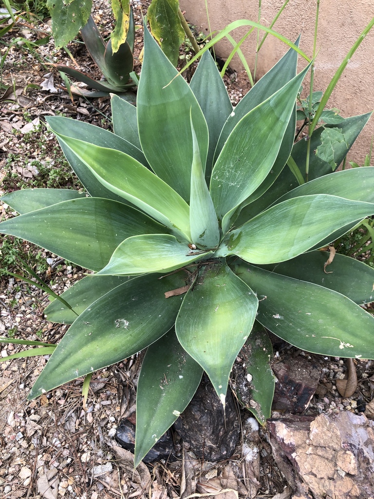 Swan-neck Agave from 2844 Lincoln Ct, National City, CA, US on April 27 ...