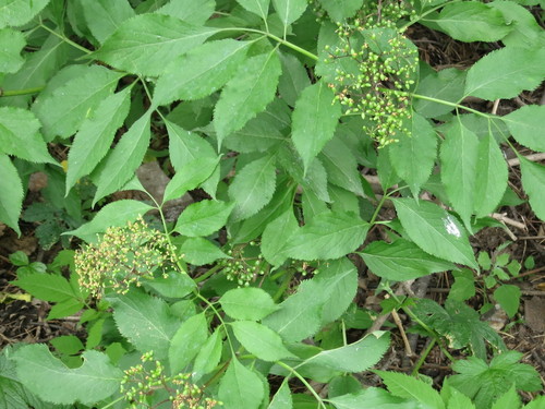 Image of Sambucus williamsii by (c) Repina Tatyana, some rights reserved (CC BY)
