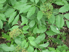 Sambucus williamsii