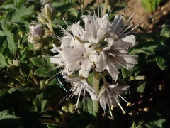 Hydrophyllum occidentale