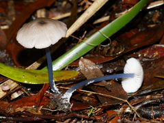 Entoloma albidocoeruleum
