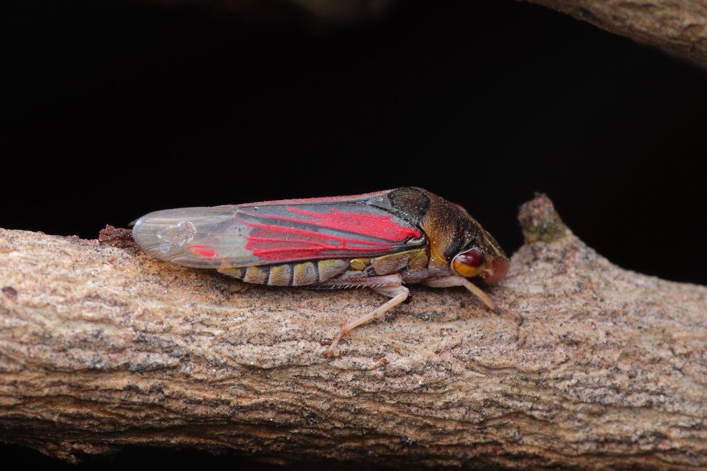 Homalodisca ignorata