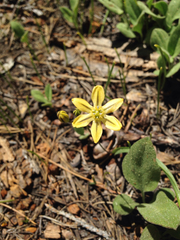 Triteleia ixioides anilina