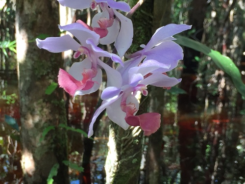 Blue Aganisia