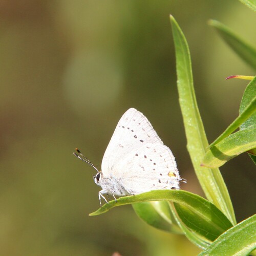 iNaturalist observation photo of Desert Hairstreak