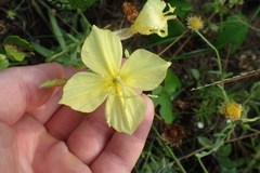 Oenothera heterophylla