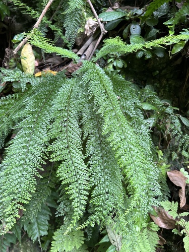 Rio Abajo spleenwort
