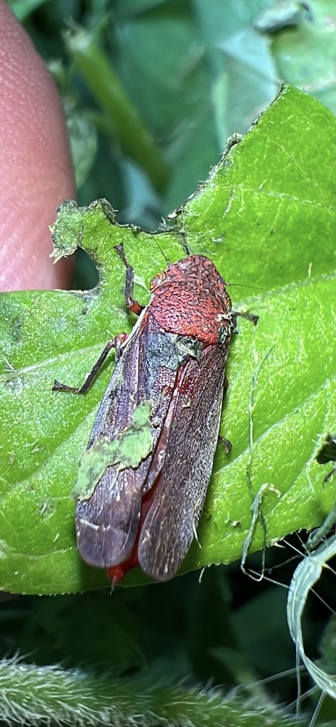 Paraulacizes mutans