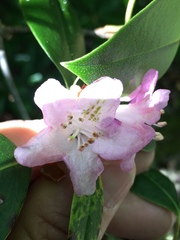 Rhododendron minus