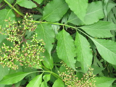 Sambucus williamsii