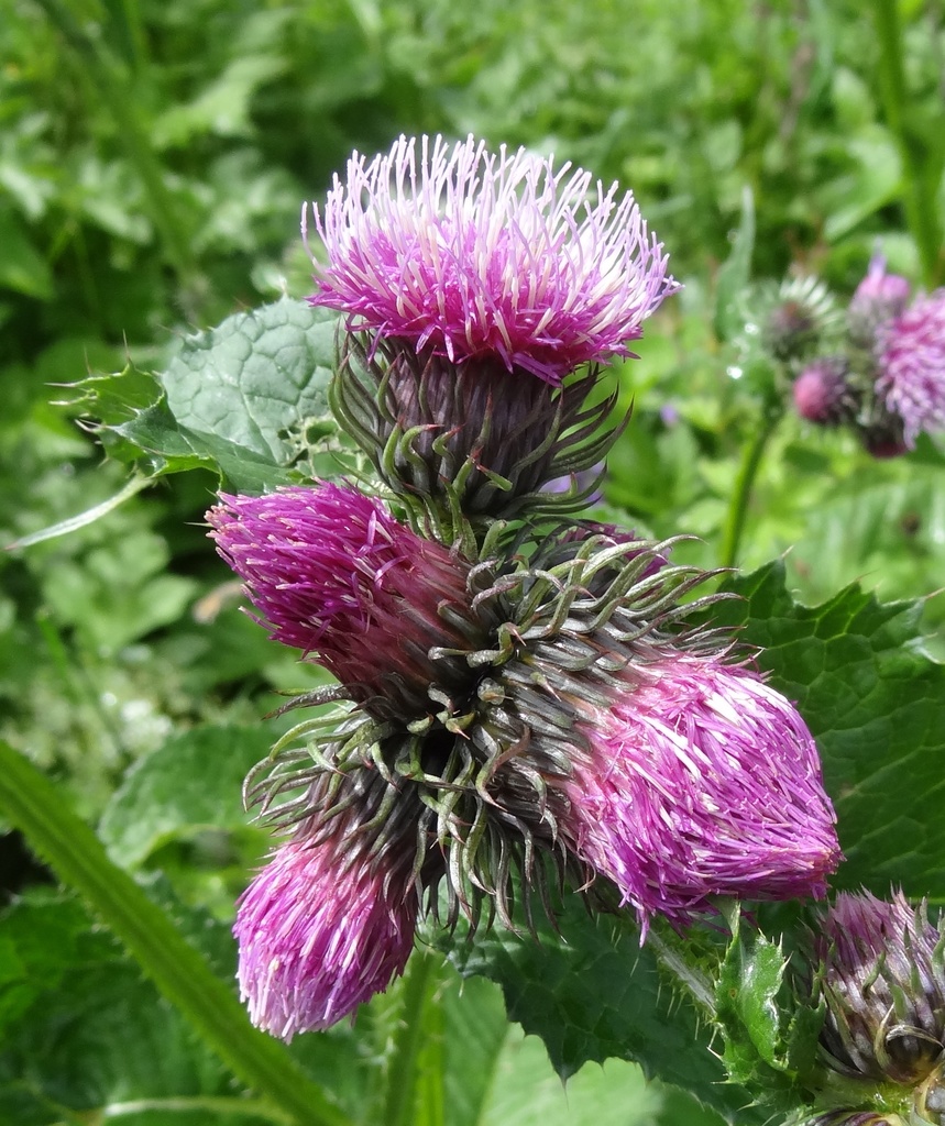 Great marsh thistle