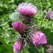 Great Marsh Thistle - Photo (c) Udo Schmidt, some rights reserved (CC BY-SA)