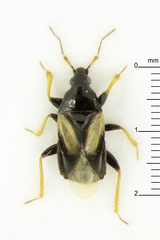 Xylocoris