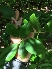 Rhododendron minus