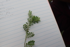 Phyllanthus abnormis