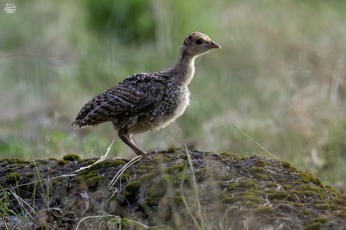 Wild Turkey photographed in Montana