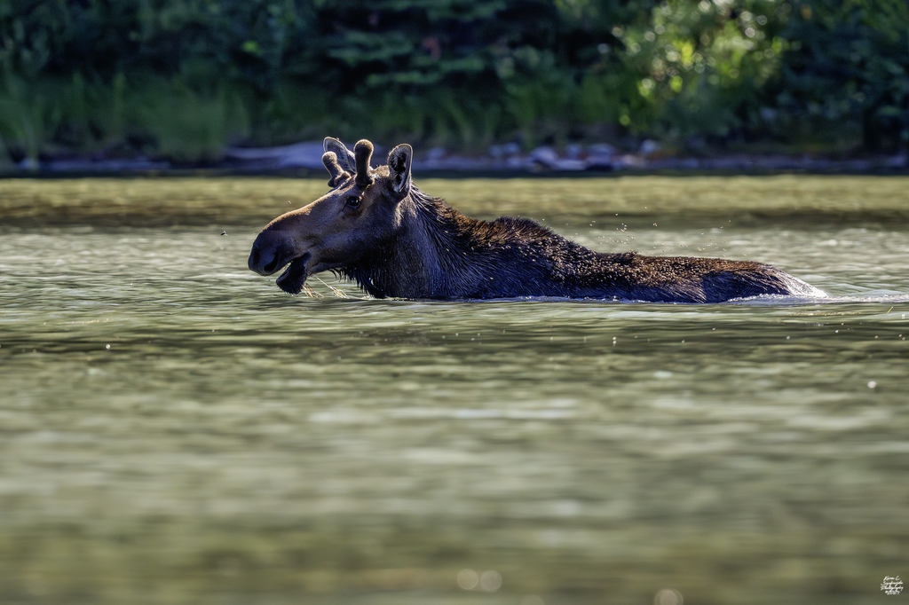 Moose from Glacier County, MT, USA on August 1, 2024 at 05:49 PM by ...