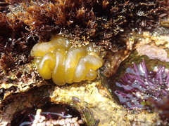 Leathesia marina