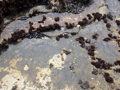 Mytilus californianus