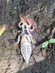 Phanogomphus lividus