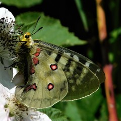 Parnassius clodius claudianus
