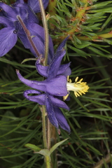 Aquilegia nigricans