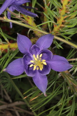 Aquilegia nigricans