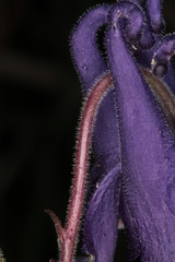 Aquilegia nigricans