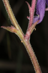 Aquilegia nigricans