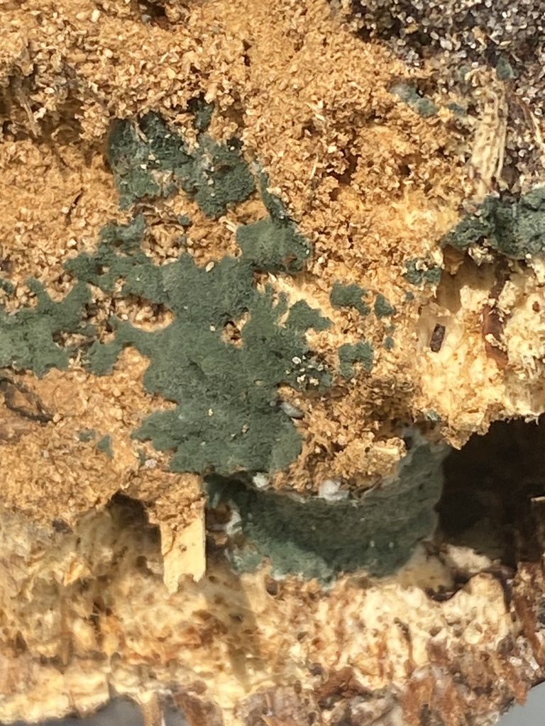 Trichoderma viride from Dunes State Park Misc Trails, Chesterton, IN ...