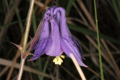Aquilegia nigricans