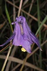 Aquilegia nigricans