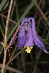 Aquilegia nigricans
