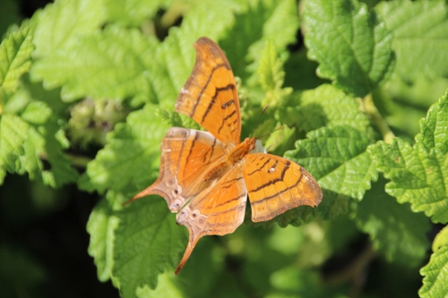 Antillean Daggerwing