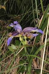 Iris graminea