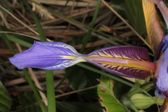 Iris graminea