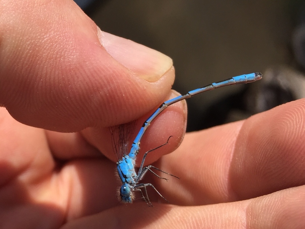 Vernal Bluet